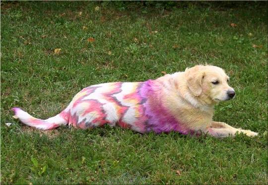 Lari my dog for rent